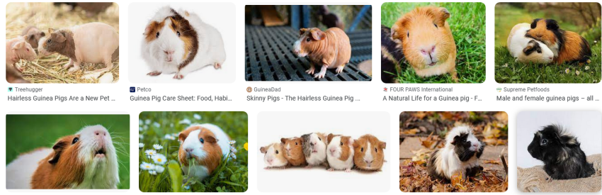 Guinea Pigs for Anxiety and Depression