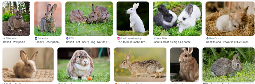 Rabbits for Anxiety and Depression