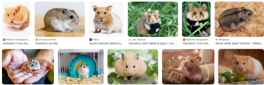Hamsters for Anxiety and Depression