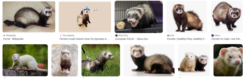 Ferrets for Anxiety and Depression