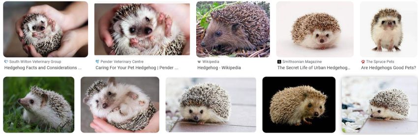 Hedgehogs for Anxiety and Depression