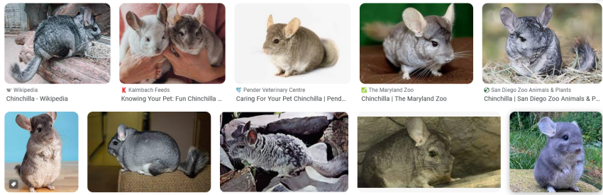 Chinchillas for Anxiety and Depression