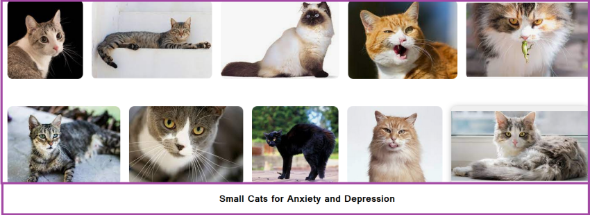 Small Cats for Anxiety and Depression