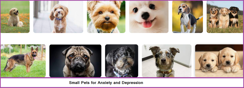Small Dogs for Anxiety and Depression