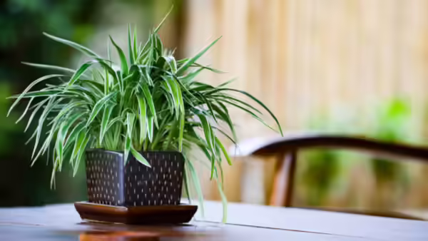 How to Purify Air Naturally at Home 